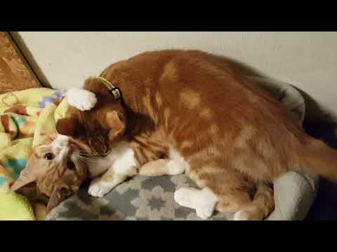 【生後8ヶ月】成長途中の猫たち。最近じゃれあい覚えた