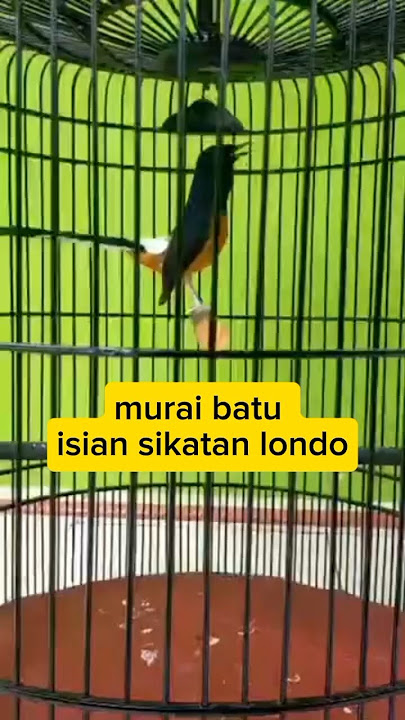 Download lagu Murai batu isian sikatan londo ❗#kicaumania #birds #bird #suaraburung #muraibatu #fypシ゚viral #fyp