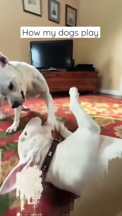 when-you-play-fight-with-your-girl-youtube