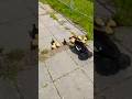 🐥