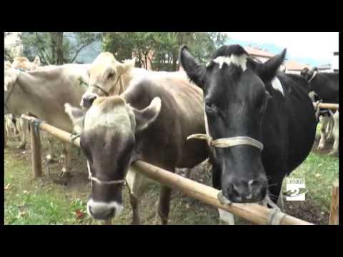 Video: Come Trattare Una Mucca?