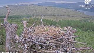 One week from hatching, does a Loch Arkaig Osprey egg move by itself? 14 May 2024 (slomo zoom)