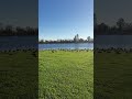 All the parks are filling with winter visitors ❤️🦆🦢 They love California warmth 🌞