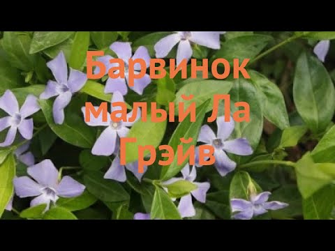 Видео: Винка минор - это то же самое, что и барвинок?