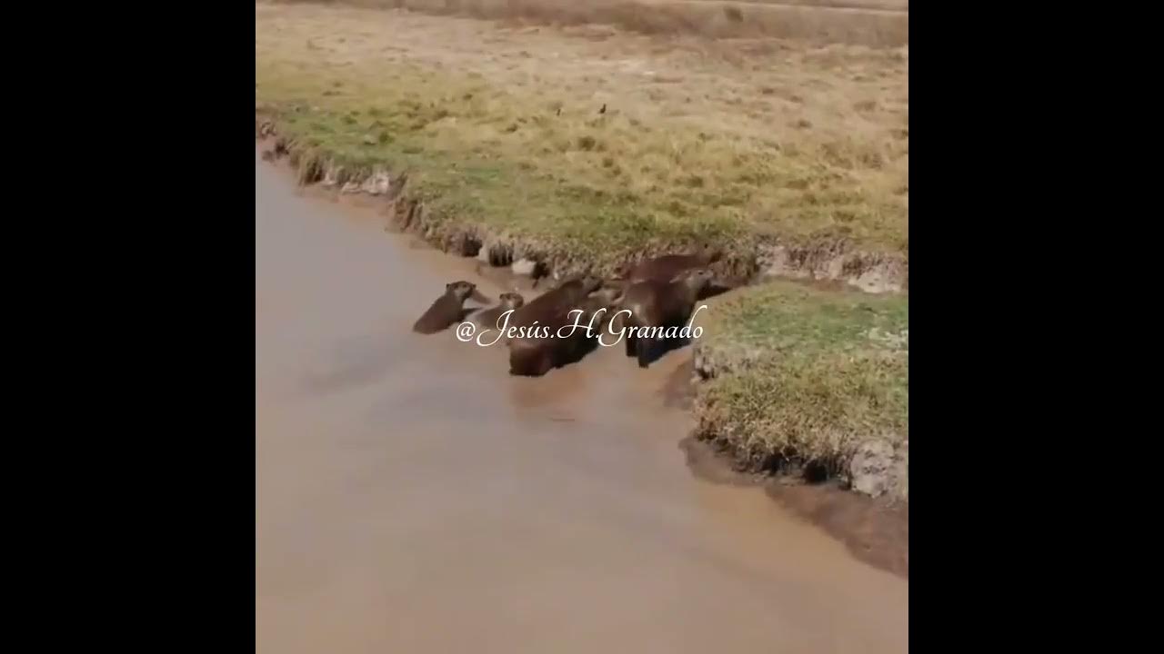 Mi Más Hermoso Motivo/ Reynaldo Armas #CortosLlaneros Mi Más Hermoso Motivo/ Reynaldo Armas #CortosLlaneros