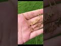 أسم مع فراشه B B - تفصال