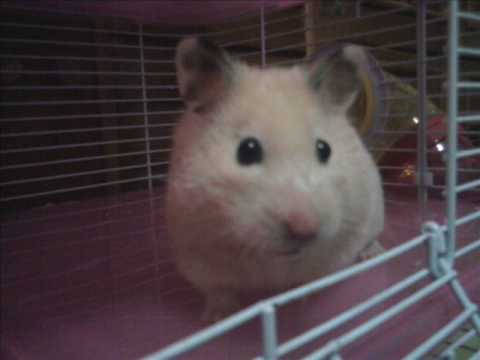 Ölen syrian hamsterim bıcık :( (My dead hamster) @canimkizimbicik