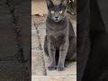 Русская голубая кошка Russian blue cat Смешные котики Funny cats Мило Cute animals Nature Trend Meow