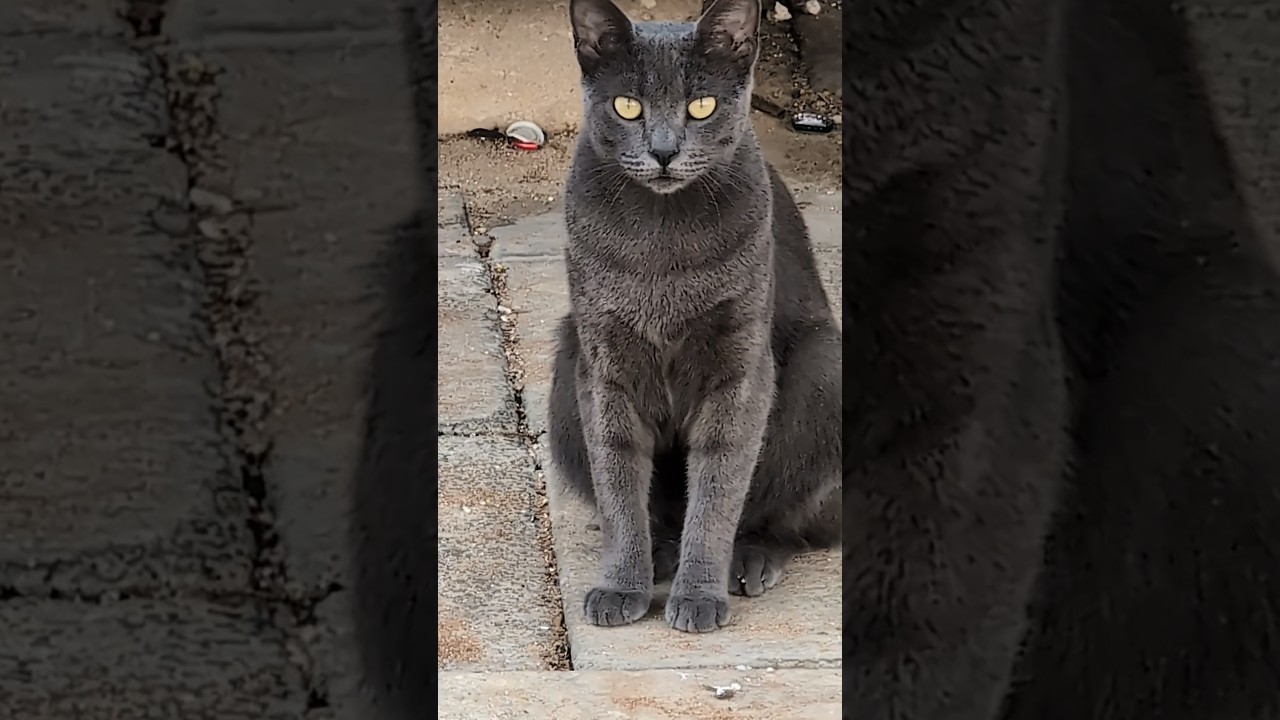 Русская голубая кошка Russian blue cat Смешные котики Funny cats Мило Cute animals Nature Trend Meow