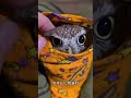 一羽の可愛いフクロウ