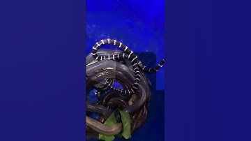 Rắn cạp nia rất độc #cobra #nest #snake #kingkobra #동물키우기 #wildlife #animals