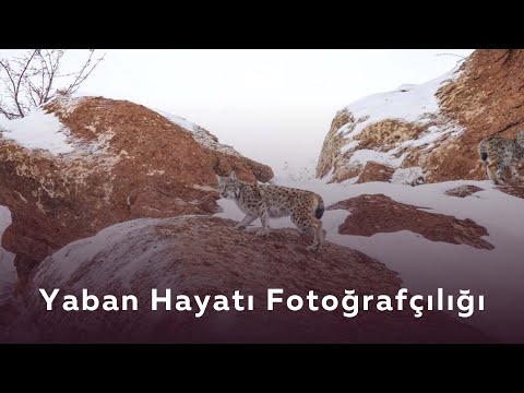 Video: Bir Kedi Sizinle Bağlantısını İmzaladı