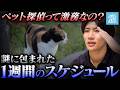 ペット探偵の働き方とは？スケジュール・仕事内容・出張捜索の実態を公開！