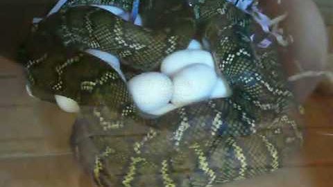 Morelia Spilota - Port Mac Carpet Python Shivering Thermogenesis