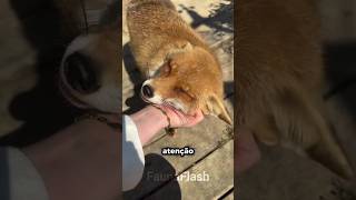 NUNCA toque no RABO de uma raposa vermelha! #bicho #animal #curiosidade