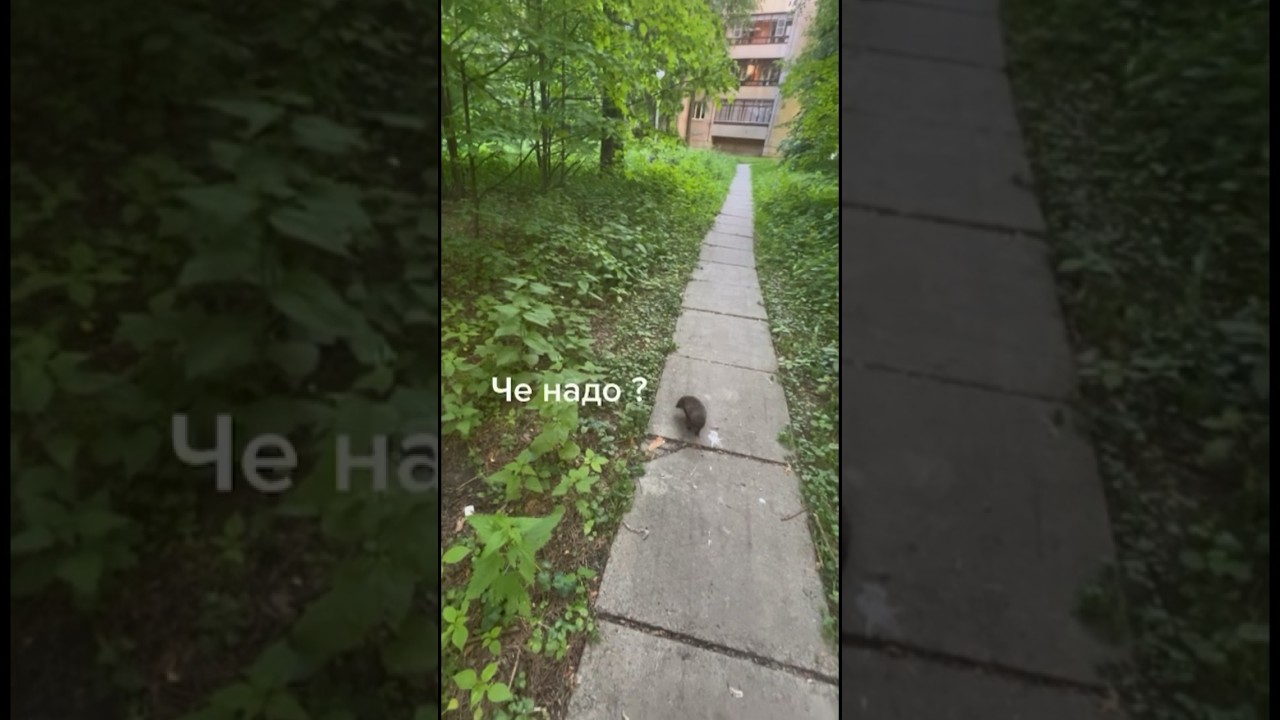 Еж королла город