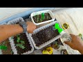 Beginner Repotting Guide: Mistakes &amp; Tips - I (Almost) Killed My Plants While Repotting | 4K Garden