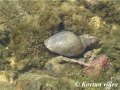 © Пресноводные моллюски. Большой прудовик Lymnaea stagnalis  ⁄⁄ A shell of Lymnaea stagnalis