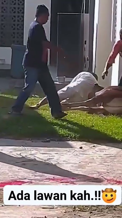 BANTING SAPI , Kearifan lokal tukang jagal !!