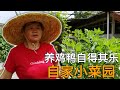 林妈妈带你看自家菜园 养鸡鸭自得其乐