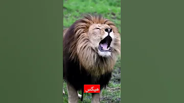 خل نحجيها طك بطك ميكس ذب الابرة تسمع صوت حماسية 