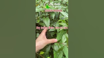 Phân biệt cây bọ mắm (thuốc dòi) THẬT VÀ GIẢ? Công dụng của loại nào tốt hơn