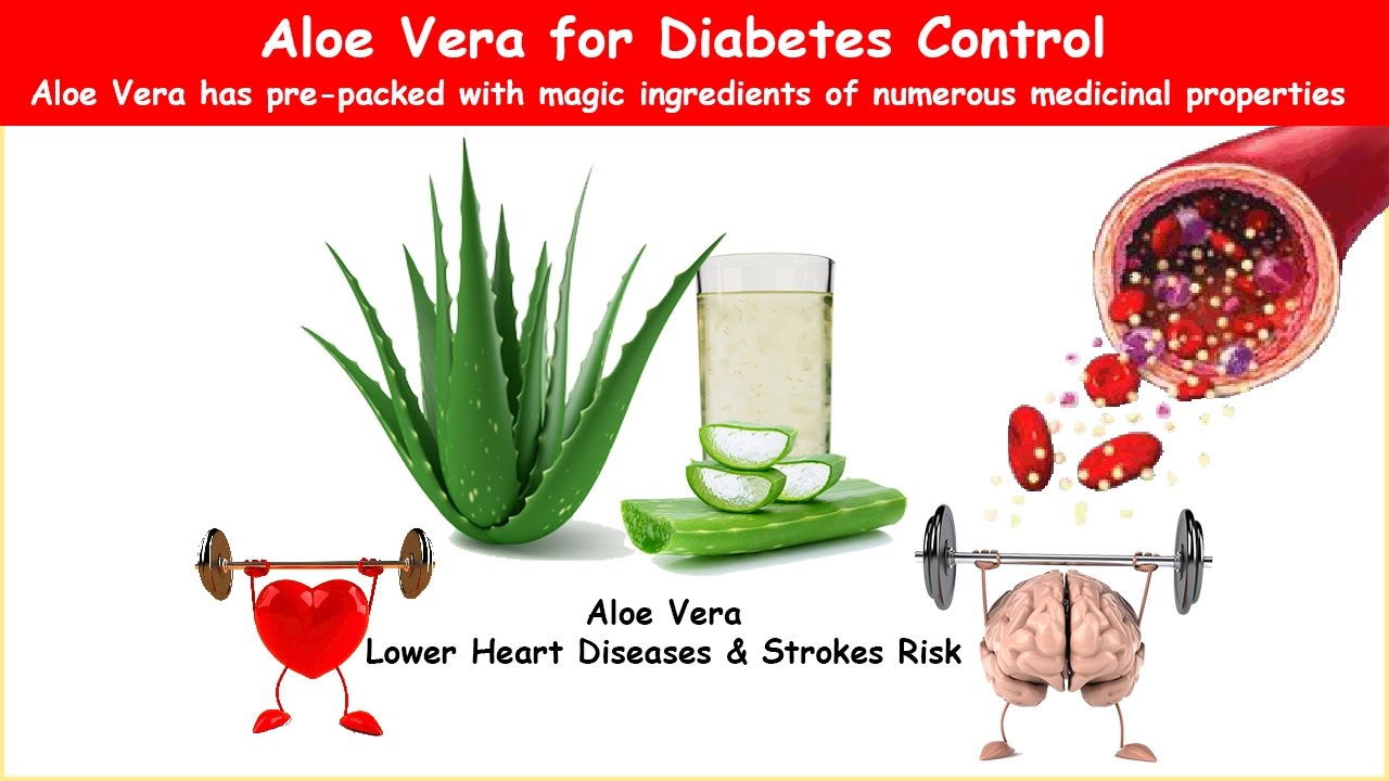 Newest Aloe Vera Benefits For Diabetes Sale Off 71