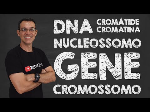 Vídeo: Diferença Entre Cromatina E Cromátide