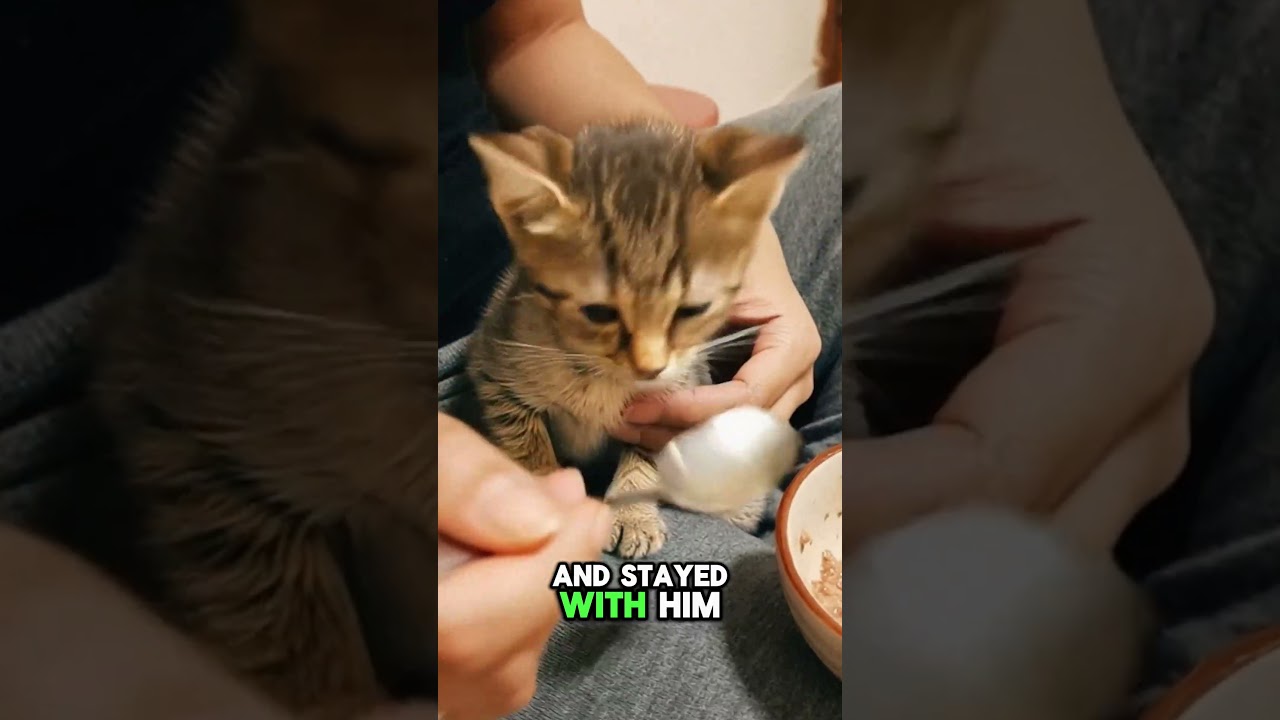 Kitten's FOREVER Changed After THIS One Night 🐱💔 #cat #cute #pets #animals