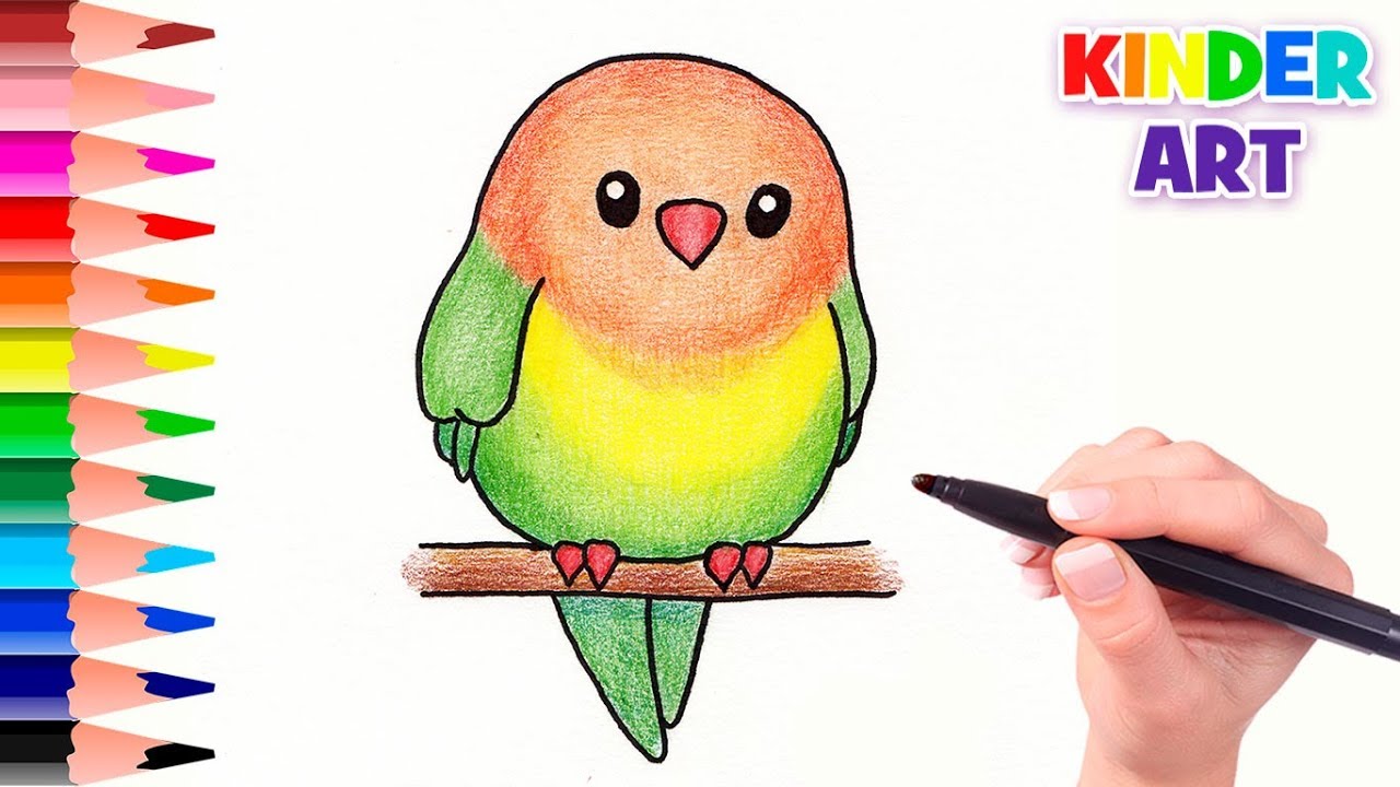 Рисунки карандашом волнистый попугай (20 фото)