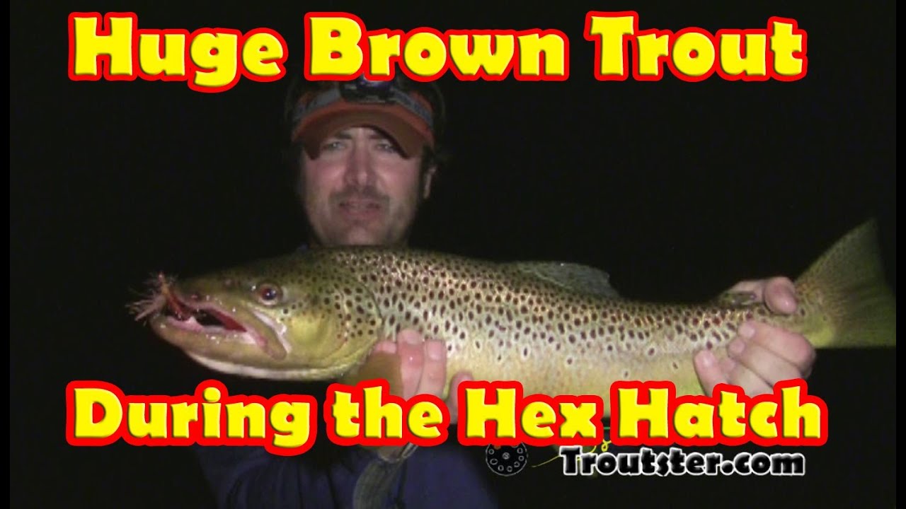 Fishing the Hex Hatch for Huge Brown Trout - Fly Fishing the