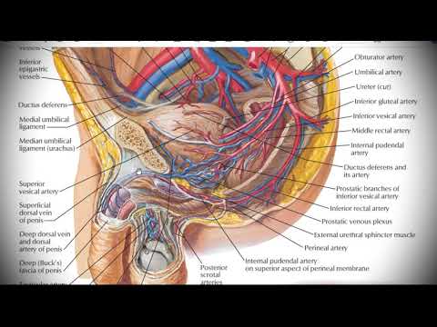 Анатомия с АВ. Система нижней полой вены (vena cava inferior).