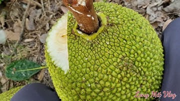 cách nhận biết mít già đơn giản | long mit vlog