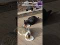 Their lives may be rough, but today they feel seen, safe, and full #strayrescue #catlifestyle