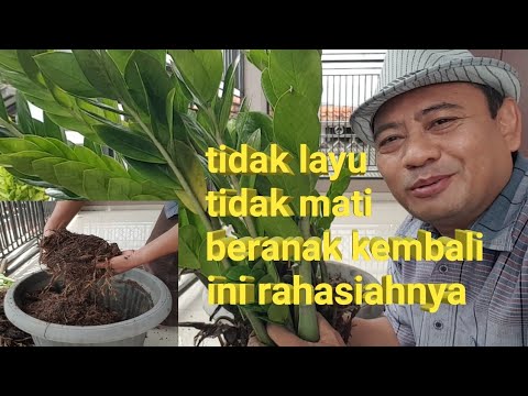 Video: Pohon Dolar: Penanaman, Perawatan, Reproduksi