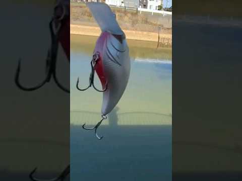 イヴォークにインヴォークしますワタス…🥺 福岡バス釣りトニー