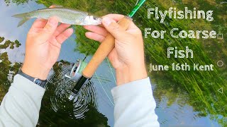 Fly Fishing For Coarse Fish | Chub Dace | UK River | London Flyfisher | Kent | June 16th