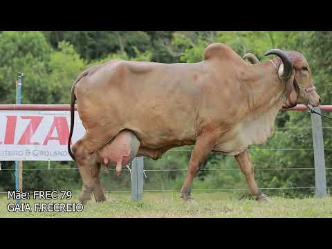 LOTE 08 JGW 300