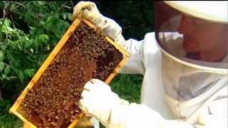 The Bee's Needs