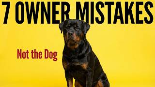 7 Rottweiler Mistakes That Lead to Destructive Behavior