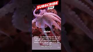 समुद्र का सबसे खूबसूरत और अजीब जानवर! @FactsMine @FACTBOY1 @FactBoy-nl6mh #facts