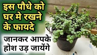 कुबेर का प्रिय पौधा घर में जरूर लगाएं#Vastu Benefits#luckyplants#viralreel 