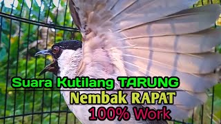 Download Lagu Suara Burung Kutilang Gacor KUTILANG RIBUT NGAMUK Ampuh untuk menaikkan Mental EMOSI Kutilang Lain!! MP3