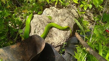 Thịt rắn nướng-Rắn lục đuôi đỏ | Ma công Vlog