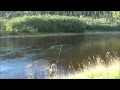 The largest Gaula Salmon 2014 caught on fly - take, fight, landing and release by Manfred Raguse