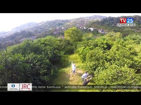 ციტრუსის მოსავალი სოფელ შარაბიძეებში