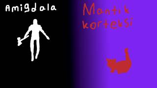 Çalışma Yöntemlerimi Anlatıyorum Amigdala Nedir5.Bölüm