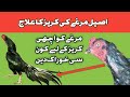       اصیل مرغے کی کریز کا آسان علاج