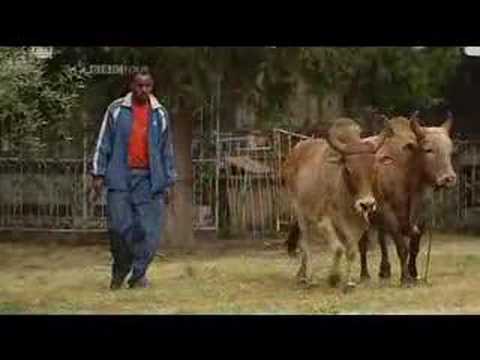 The History of the Harp - Part 1 - YouTube