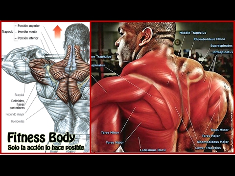 6 Ejercicios para Desarrollar el Trapecio | Fitness Body